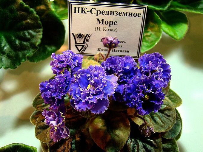 Фиалка берег моря фото и описание Фиалка НК-Средиземное Море ДЕТКИ, СТАРТЁРЫ И ВЗРОСЛЫЕ ФИАЛКИ. Лиственные растени