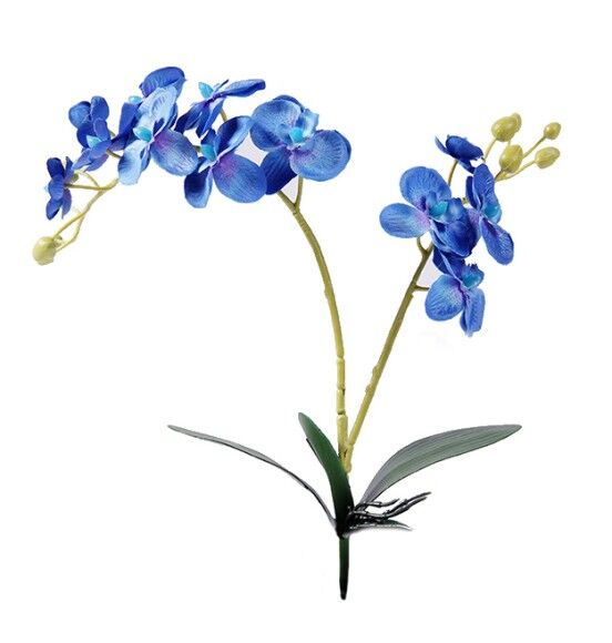 Орхидея Фалинопсис двойная с корнем голубая 87см