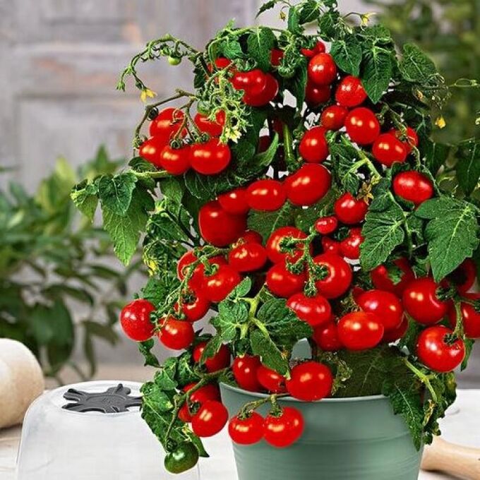 Перец балконное чудо