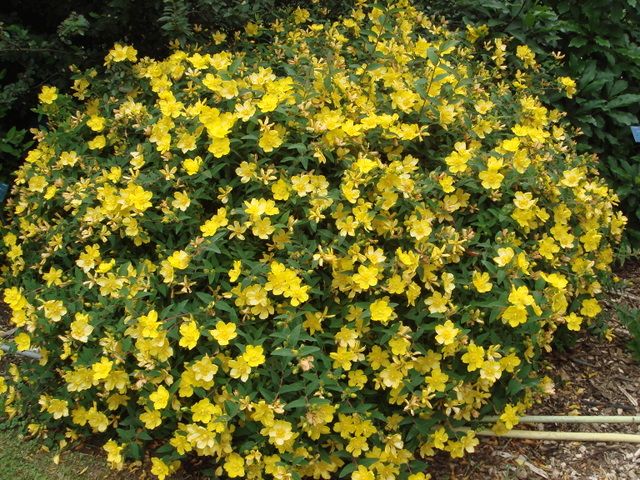Зверобой садовый декоративный фото Hypericum Hidcote Садовые крупномеры: клёны, вяз, декоративный дуб и др. Декорат