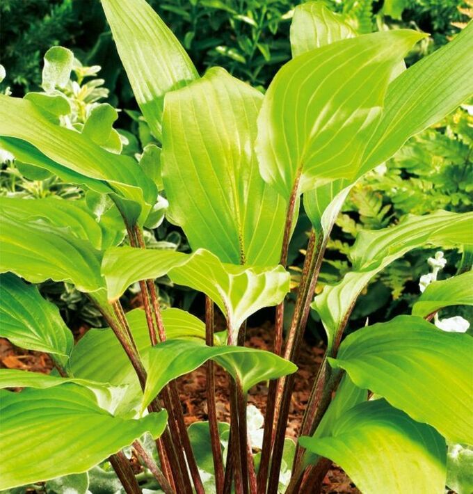 Хоста Red Hostas