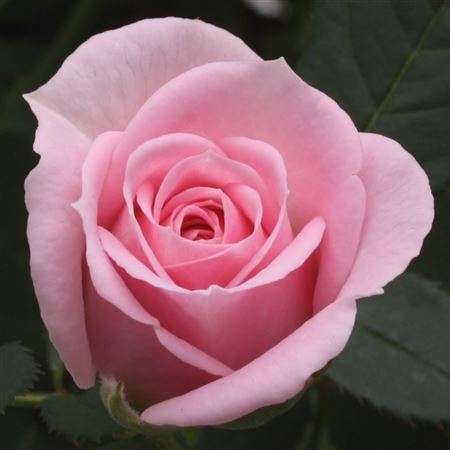 Роза миниатюрная Джувел розовая