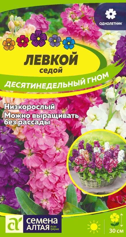 Семена Алтая Левкой Десятинедельный гном седой/Сем Алт/цп 0,1 гр.