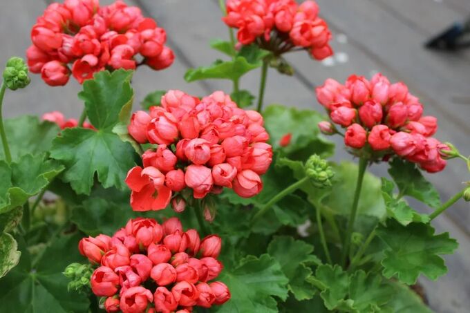Пеларгония сорта с фото и названиями Пеларгония ангел Quantock Rose укоренённый черенок Цена за штуку, р.: 210 Для