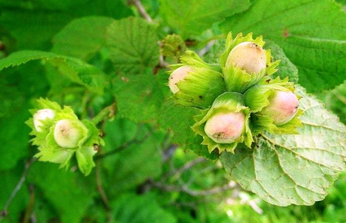 Фундук кавказский (Corylus avellana)