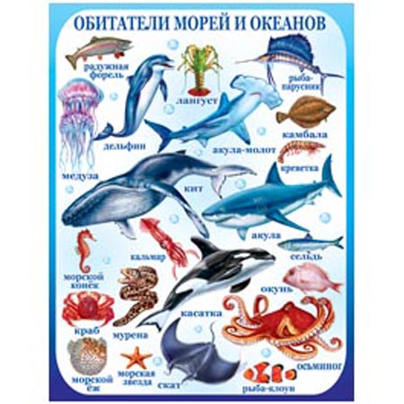 Фото Мир Морей И Океанов