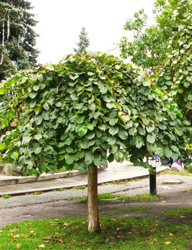 Вяз видовой Ulmus glabra