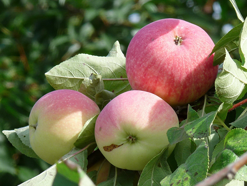 Яблоня  крупноплодная  сорт Мельба