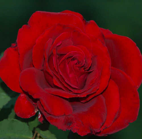 Роза гр нина - купить по выгодной цене на Яндекс.Маркете