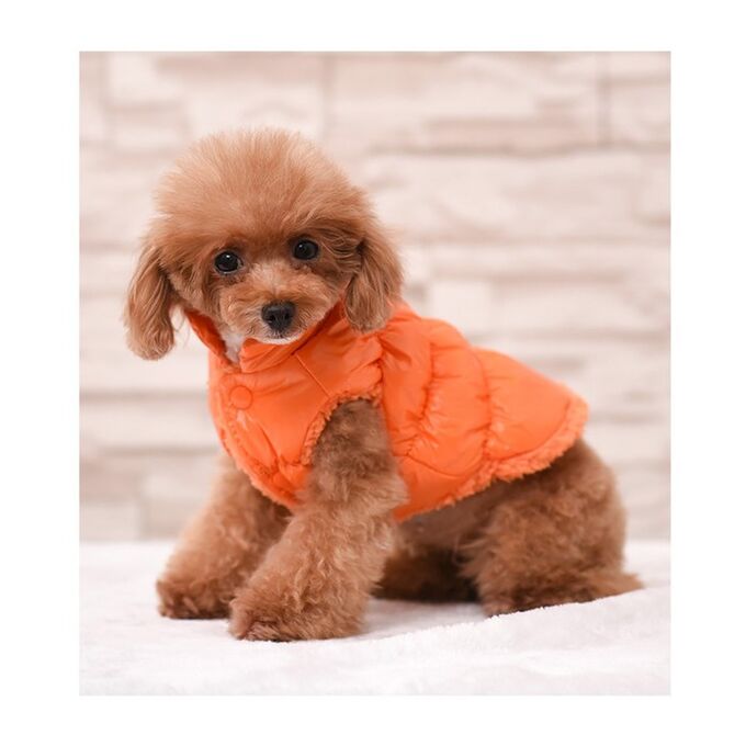 СИМА-ЛЕНД Куртка для собак &quot;Блеск&quot;, XS (ДС 20, ОГ 28, ОШ 19 см, до 3 кг), оранжевая