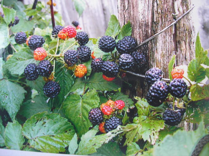 Малина садовая Black Jewel