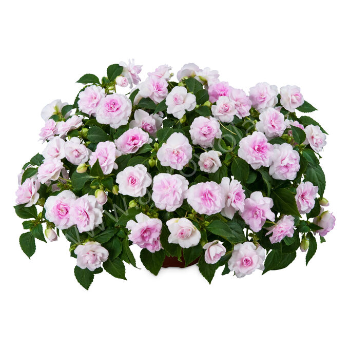 Бальзамин Pink Aroma