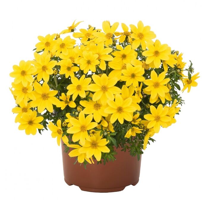 Биденс Yellow Charm