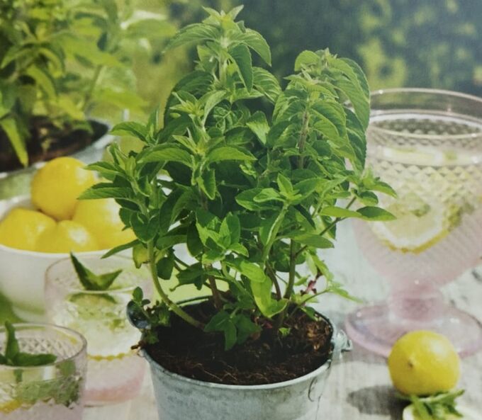 Перечный лимон. Настойка лимон и мята. Перечный лимон. Лимон мята. Котани перечный лимон.