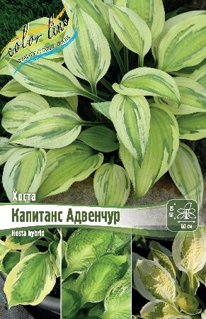 Colorline Хоста Капитанс Адвенчур