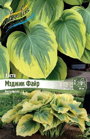 ColorLine Хоста