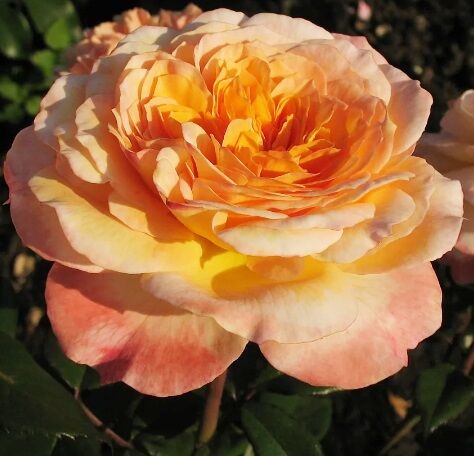 Жорж Данжан. Фотография из альбома Наши новинки. 5 из 20 ВКонтакте