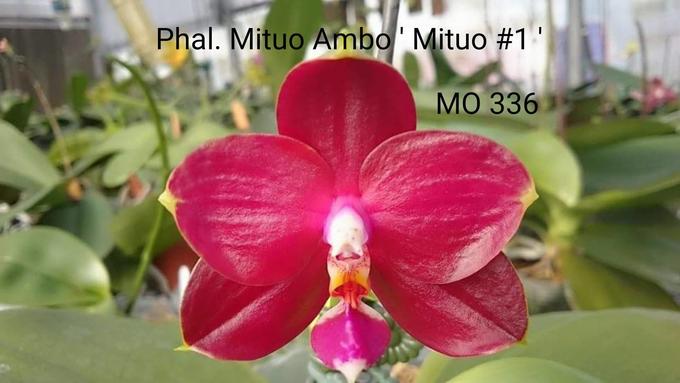 P. Mituo Ambo &#039;Mituo #1&#039;