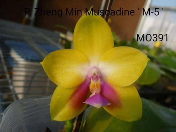 P. Zheng Min Muscadine &#039;M-5&#039;