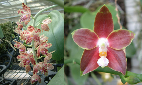 P. Jade gold  (P. gigantea x P. venosa &#039;&#039;Red&#039;&#039;)