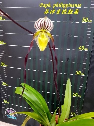 Paph. philippinense