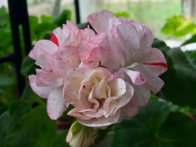 I would sell pelargoniums. Plants for 1 year. This year, the motherworts will bl
