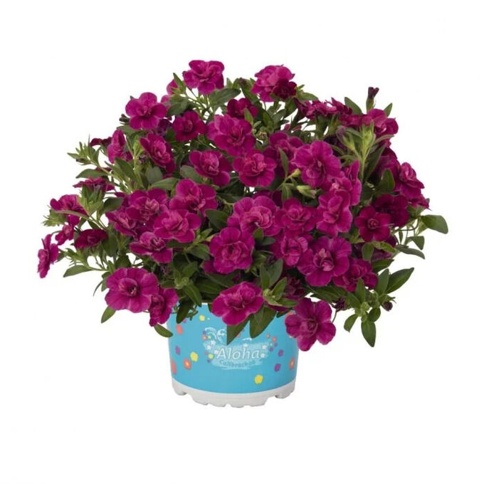 Калибрахоа Aloha Double Purple