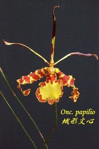 Onc. papilio