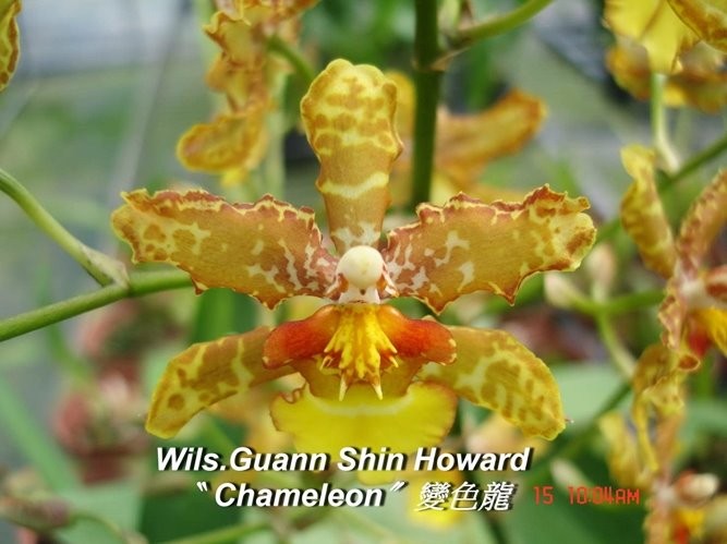 Wils. Guann Shin Howard &#039;Chameleon&#039;