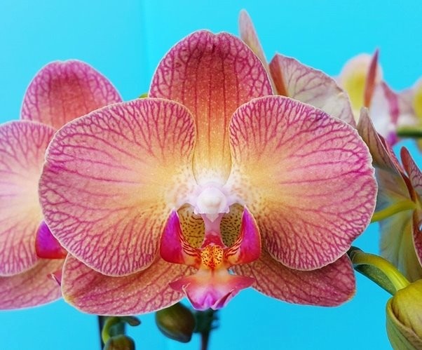 Phal. Chialin Rainbon