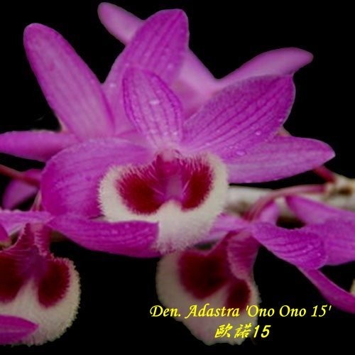 Den. Adastra &#039;Ono Ono 15&#039;