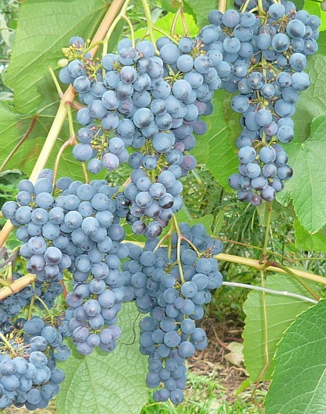 Виноград Амурский 2 (Код: 77414)