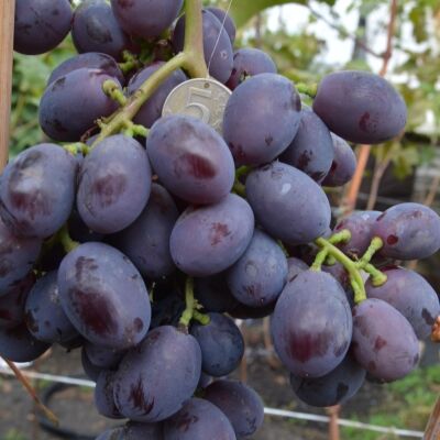 Саженцы Семена Алтая Виноград Алиса 3 штуки в коробке - купить по выгодной цене 