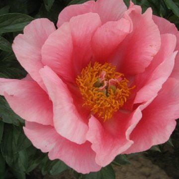 Пион Lovely Rose