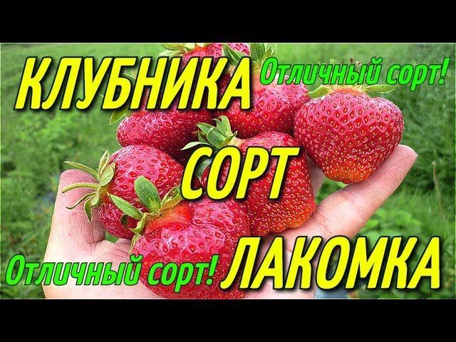 Клубника лакомка описание сорта фото Лакомка Ранние, средне-ранние. Плодово-ягодные луковицы, рассада и саженцы