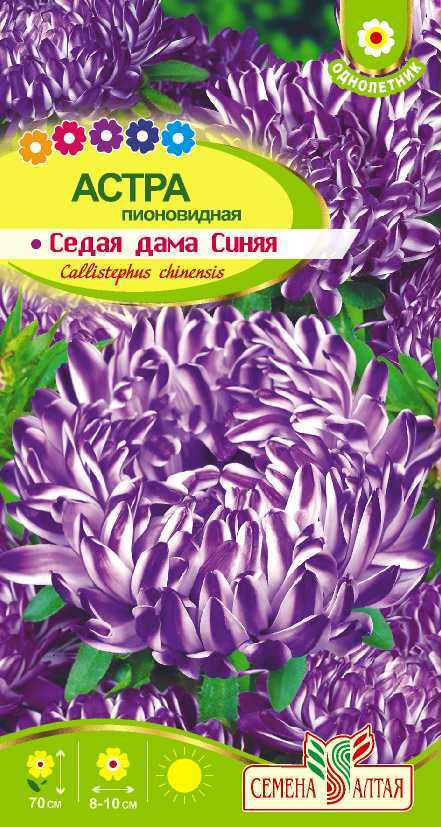 Астра Седая Дама