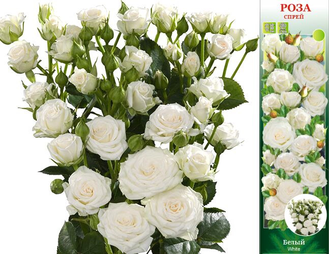 Саженцы розы бордюрной Сноу Денс купить в Москве и Подмосковье в интернет магази