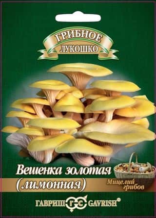 Вешенка Золотая (лимонная)