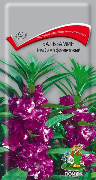 Бальзамин Том Самб фиолетовый (махровый)