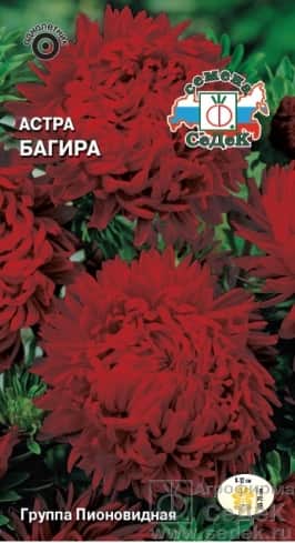 Седек Астра Багира (пионовидная)