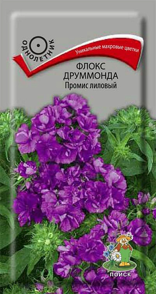 Флокс Друммонда Промис лиловый (махровый)