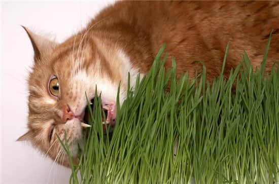 Поиск Трава для кошек . ЦП