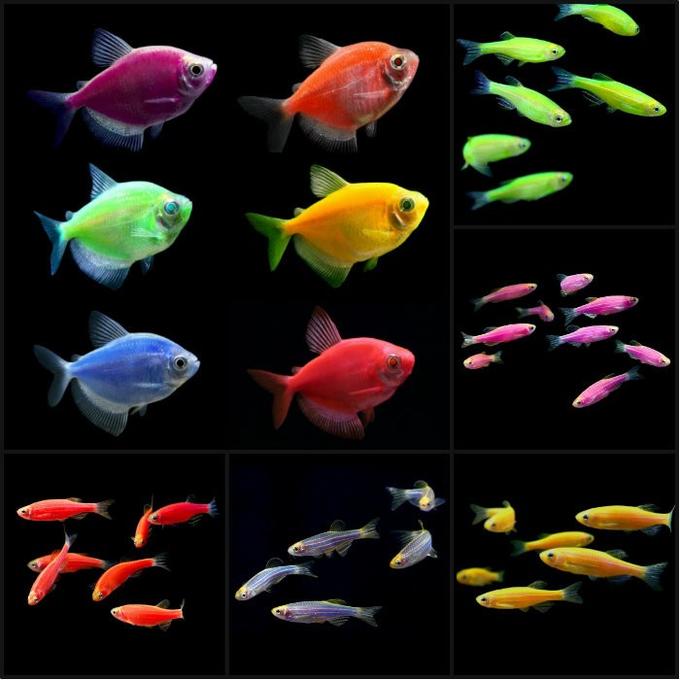 Как выглядят аквариумные рыбы Good Fish корм для рыб мелких и средних Корма от ГК "ФАВОРИТ" (Favorite). Корма 