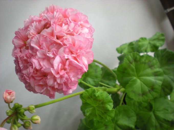 Regalia Pink пеларгония