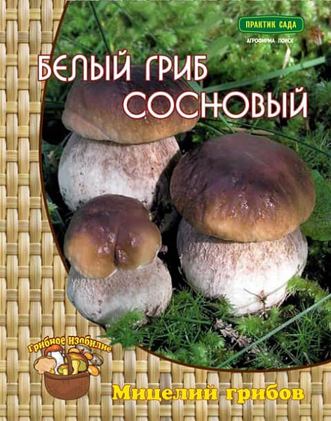 Белый гриб сосновый