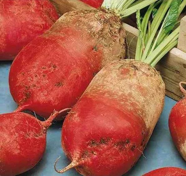Аэлита Свекла кормовая Эккендорфская Красная