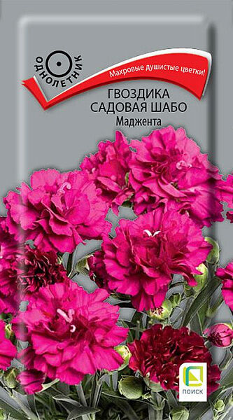 Гвоздика Шабо Пикоти сказка