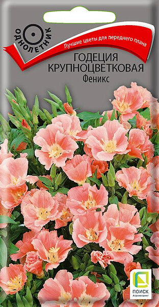 Поиск Годеция крупноцветковая Феникс