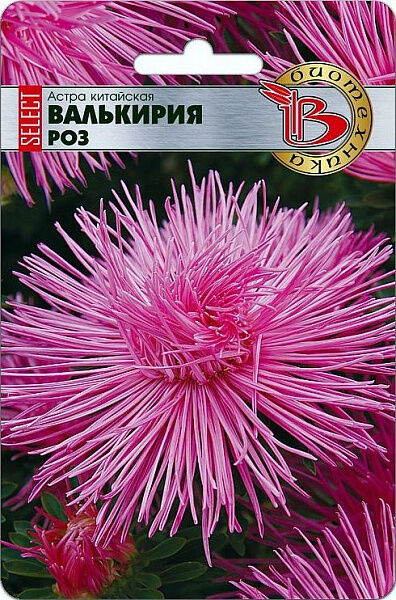 БиоТехника Астра китайская Валькирия селект Роз