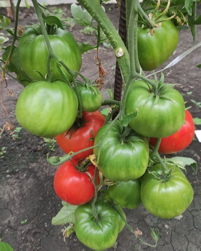 Лапоть Минусинский томат. Минусинские томаты 74. Портятся помидоры на кусту. В теплице очень.длинные помидоры.